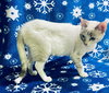 Snowball