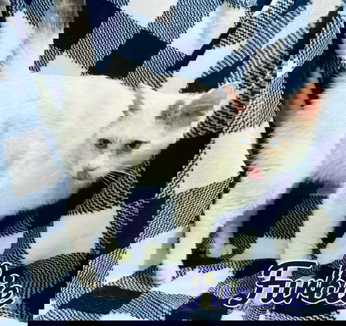 Furbie