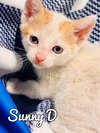 Sunny D