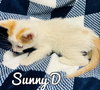 Sunny D