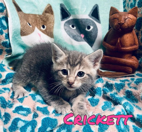 Crickett