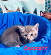 Crickett