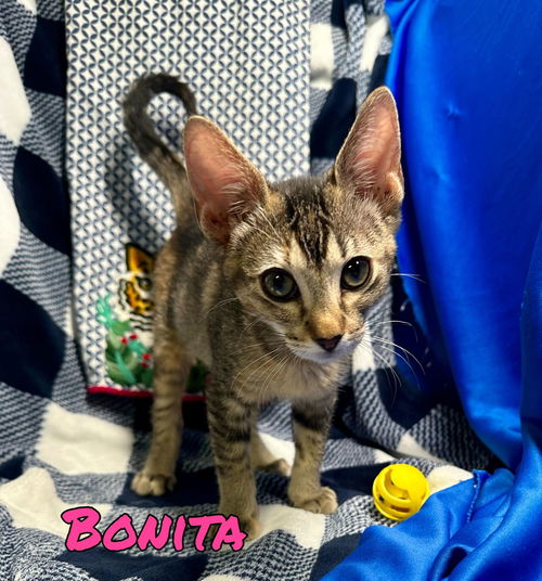 Bonita