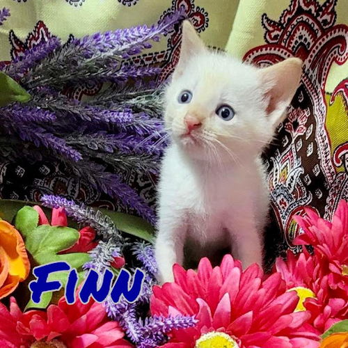 Finn