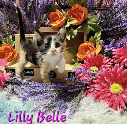 Lilly Belle