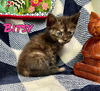 Bitsy