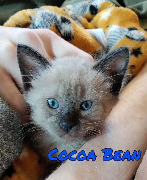 Coco Bean