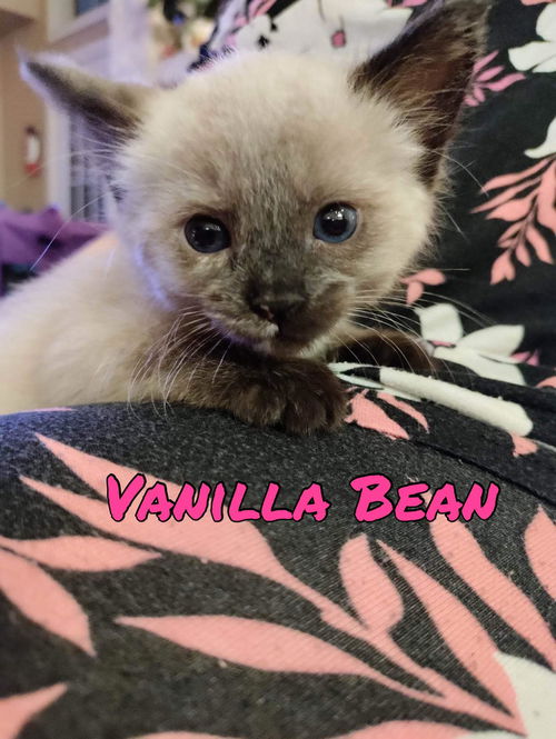 Vanilla Bean