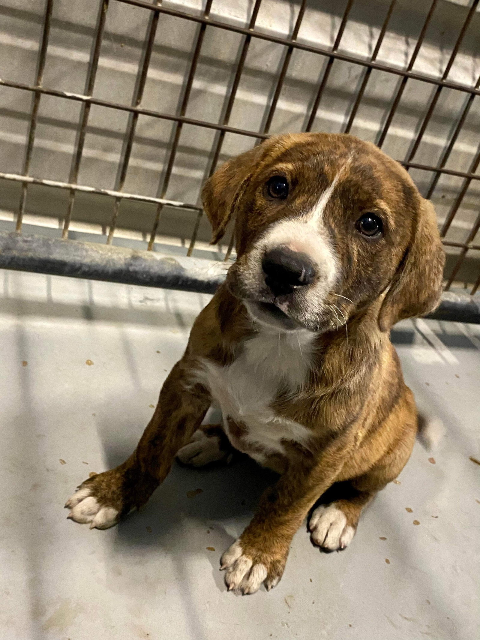 Dog for Adoption Sable, a Hound in Runge, TX Alpha Paw