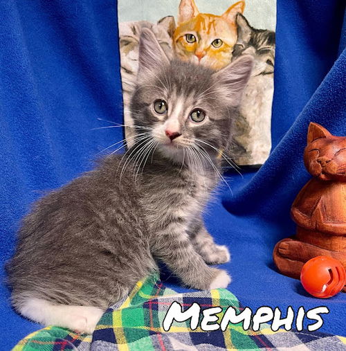 Memphis