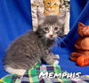 Memphis