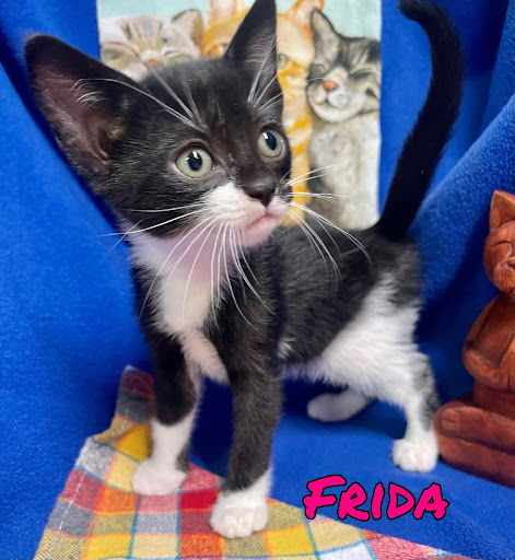 Frida