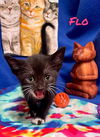 Flo