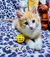Gunter