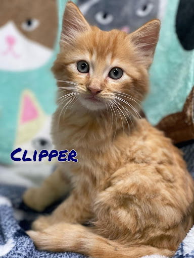 Clipper