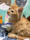 Clipper