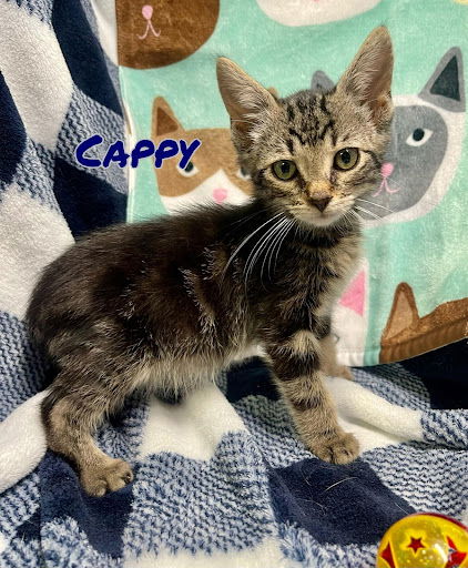 Cappy