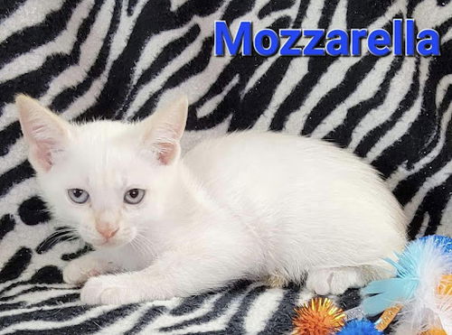 Mozzarella