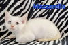 Mozzarella