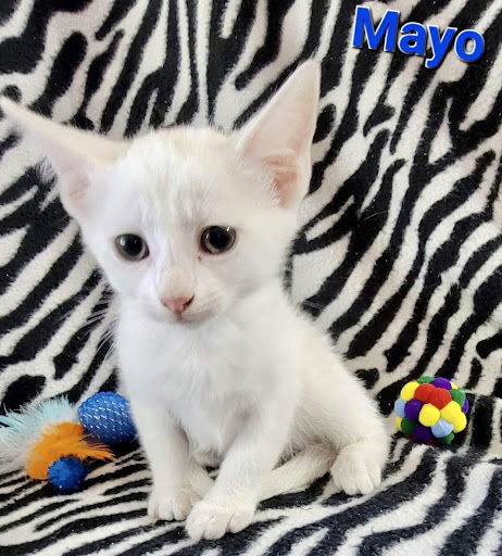 Mayo