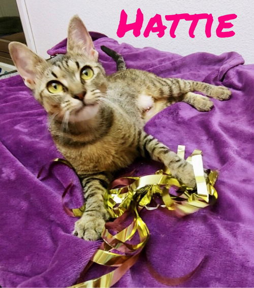 Hattie