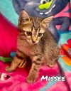 Missee