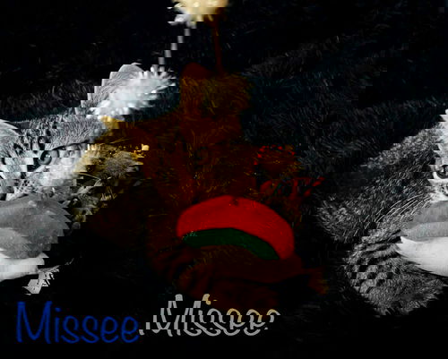 Missee