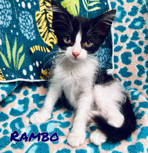 Rambo