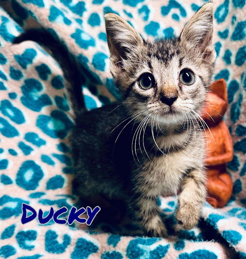 Ducky
