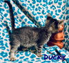 Ducky