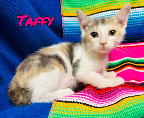 Taffy