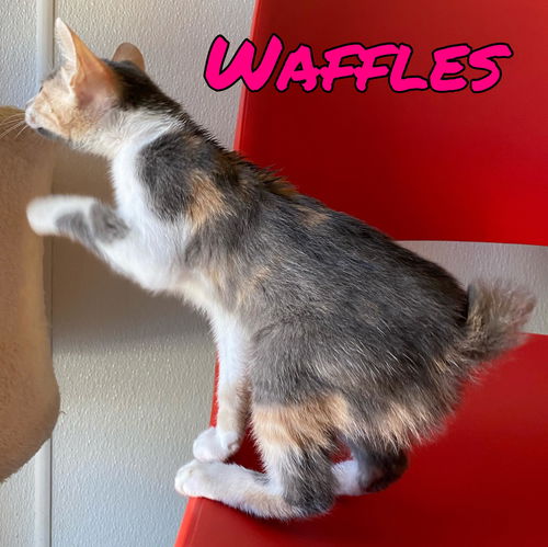 Waffles