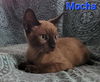 Mocha