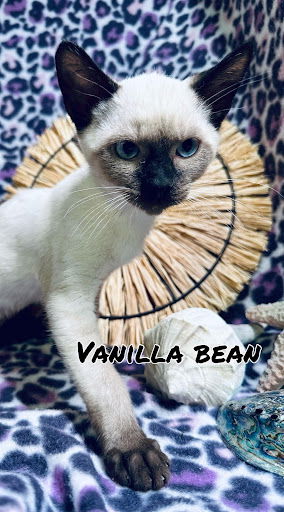 Vanilla Bean