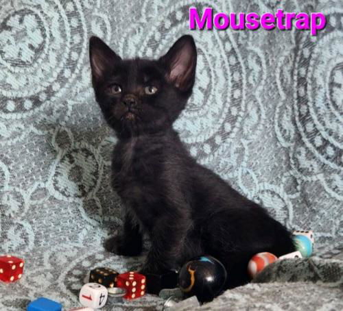 Mousetrap
