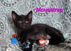 Mousetrap