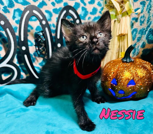 Nessie