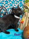 Soot