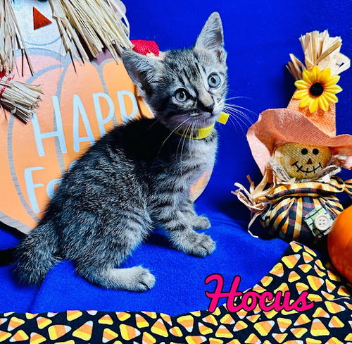 Hocus