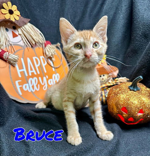 Bruce aka Eggsy
