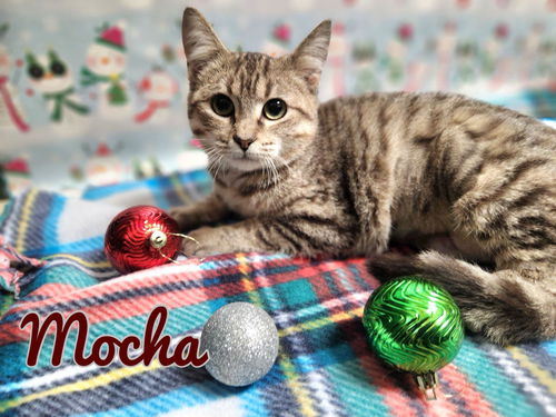 Mocha