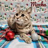 Mocha