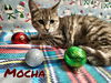 Mocha