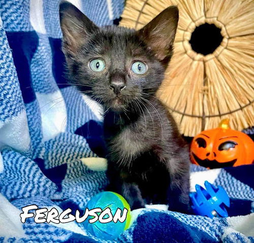 Ferguson