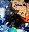 Ferguson