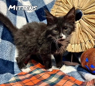 Mittens