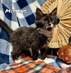 Mittens