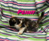 Penny