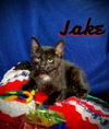 Jake