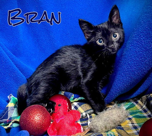 Stinky aka Bran